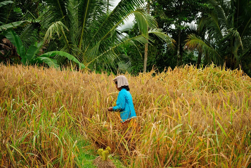 Reisanbau auf Lombok